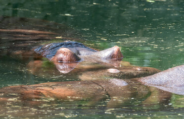 hippopotamus swimming in the water