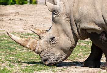 rhino in the zoo