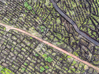 Aerial view of a vineyard on Pico Island, Azores Portugal