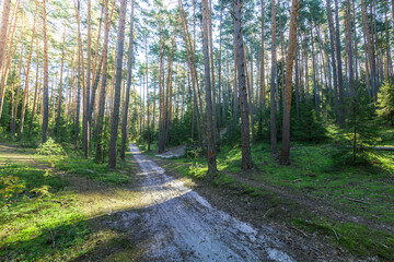 A dirt road in a forest with trees on both sides