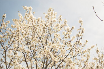 Blossom tree