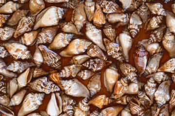 Seashell texture. Objects embedded in epoxy resin. Marine pattern. Coastal diversity beauty. Shells backdrop. Sea live background. Epoxy resin art. Artistic wall decoration. 