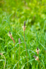 a closeup shot of a flower growing in a garden. beautiful botanical shot, natural macro wallpaper