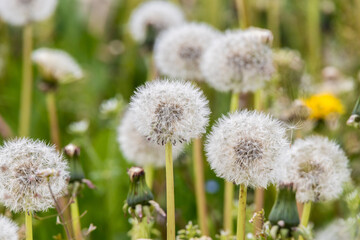 dandelions in the meadow close-up