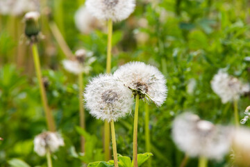 dandelions in the meadow close-up