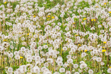 Fototapeta premium dandelions in the meadow. background of white dandelions