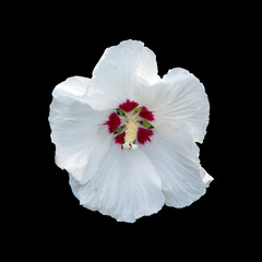 hibiscus © waechter-media.de