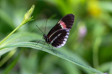 Butterfly on Grass