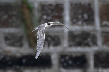 white-cheeked tern or Sterna repressa seen on Mumbai coast in Maharashtra, India