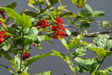 Obraz premium Bright Red Berries on Leafy Branches
