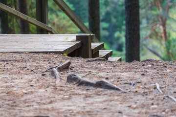 Fototapeta premium Wooden Platform with Tree Roots on Forest Floor
