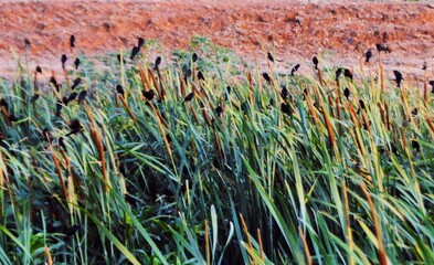 Thypha domingensis, Cattail, with Gnorimopsar chopi