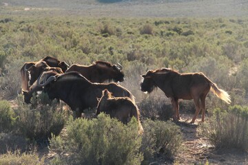South African Safari