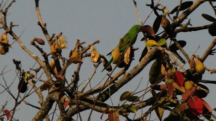Periquite verde comendo o fruto da paineira do Cerrado, Erotecha pubscens