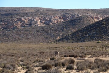 South African Safari