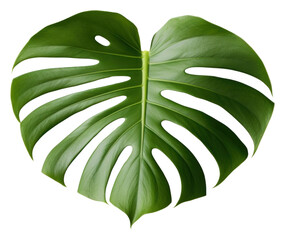 PNG  Monstera leaves border blossom flower plant.