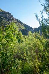 landscape with trees and mountains
