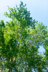 branches and blue sky