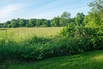 field and blue sky