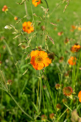 orange flower in the garden