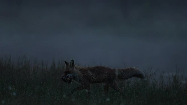 Finland wildlife. Red Fox, Vulpes vulpes, beautiful animal on green vegetation, cotton grass flower, in the forest, in the nature habitat, evening sun with nice light, Wildlife nature, Europe.