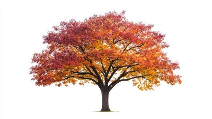 Vibrant autumn tree with colorful foliage isolated on white background, showcasing nature's beauty in fall season