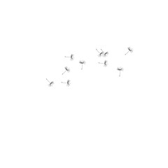 dandelion flowers blowing in the wind