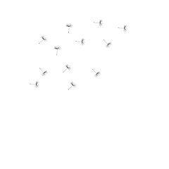 dandelion flowers blowing in the wind