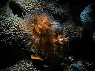 Christmas Tree Worms (Spirobranchus spp.) Pulau Bangka, North Sulawesi