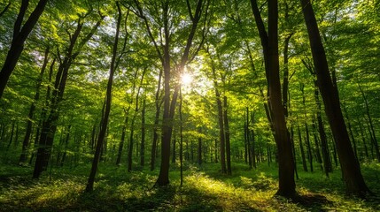 A serene view of a lush green forest with sunbeams piercing through the tall trees, creating a tranquil and refreshing atmosphere.