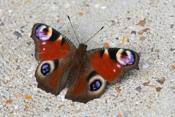 The European Peacock butterfly, Agalis io, with wings spread on textured surface