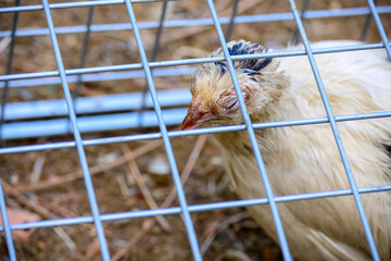 Close-up of a quail inside a metal cage, showing a distressed expression, highlighting animal captivity and confinement.
