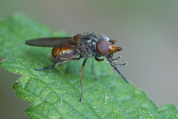 Closeup on a red snoutfly, Rhingia campestris cleaning it's face and snout