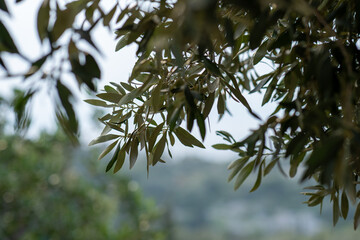 Amazing sunset olive branches in Athens