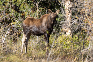 Cow and Calf Moose in Wyoming in Autumn