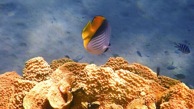 Colorful threadfin butterfly-fish belongs to the family Chaetodontidae, it has scientific name Chaetodon auriga, it inhabits shallow waters of coral reefs in the Red Sea, Sinai, Middle East
