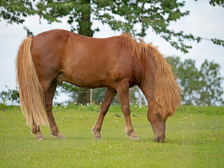 Icelandic Horse Stallion, Islandpferd Hengst