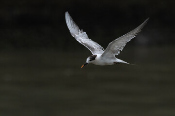 common tern or Sterna hirundo, a seabird at Sasoon in Mumbai Maharashtra, India