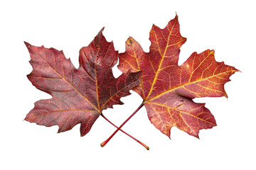 Fototapeta premium Two vibrant red autumn maple leaves crossed at the stems isolated on a transparent background. showcasing beautiful fall foliage detail.