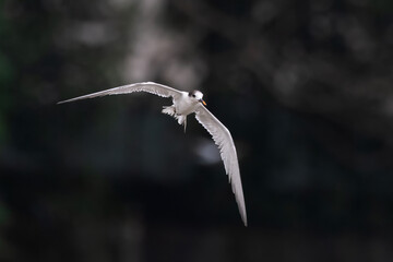 common tern or Sterna hirundo, a seabird at Sasoon in Mumbai Maharashtra, India