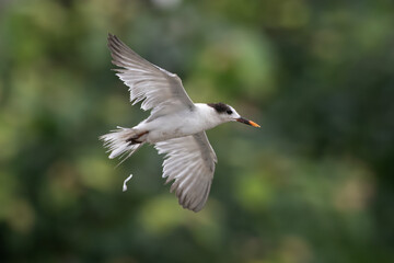 common tern or Sterna hirundo, a seabird at Sasoon in Mumbai Maharashtra, India