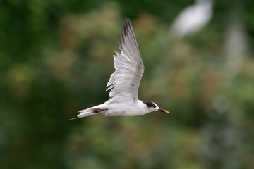 common tern or Sterna hirundo, a seabird at Sasoon in Mumbai Maharashtra, India
