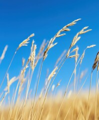 Obraz premium Golden autumn grassland swaying gently under a clear blue sky