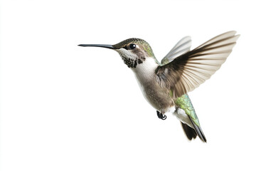 Fototapeta premium hummingbird on a branch isolated on a white background