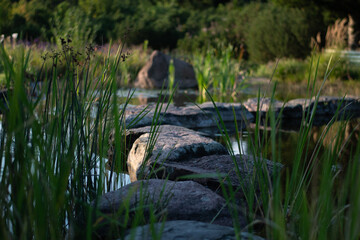 rock path in the swamp