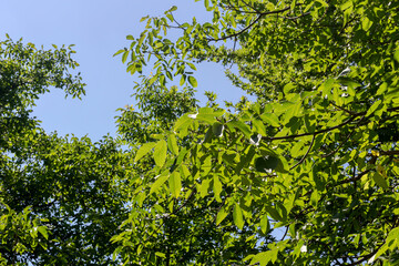 Walnut branches (Juglans regia) with fruits close-up