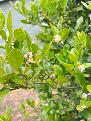 Trees flower ladybug 