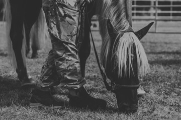 Człowiek wypasa konia. Nogi ludzkie obok głowy konia. Piękny, czystej krwi młody koń pasący się na łące.  © Aneta