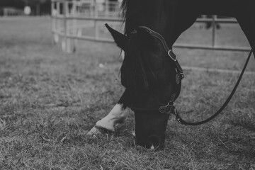 Piękny, czystej krwi młody koń pasący się na łące. Pastwisko z karmiącym się, czystej krwi koniem. Zwierzę na pastwisku. Biało czarne ujęcie konia. © Aneta