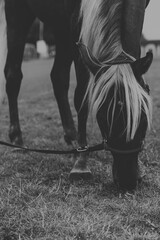 Piękny, czystej krwi młody koń pasący się na łące. Pastwisko z karmiącym się, czystej krwi koniem. Zwierzę na pastwisku. Biało czarne ujęcie konia. © Aneta